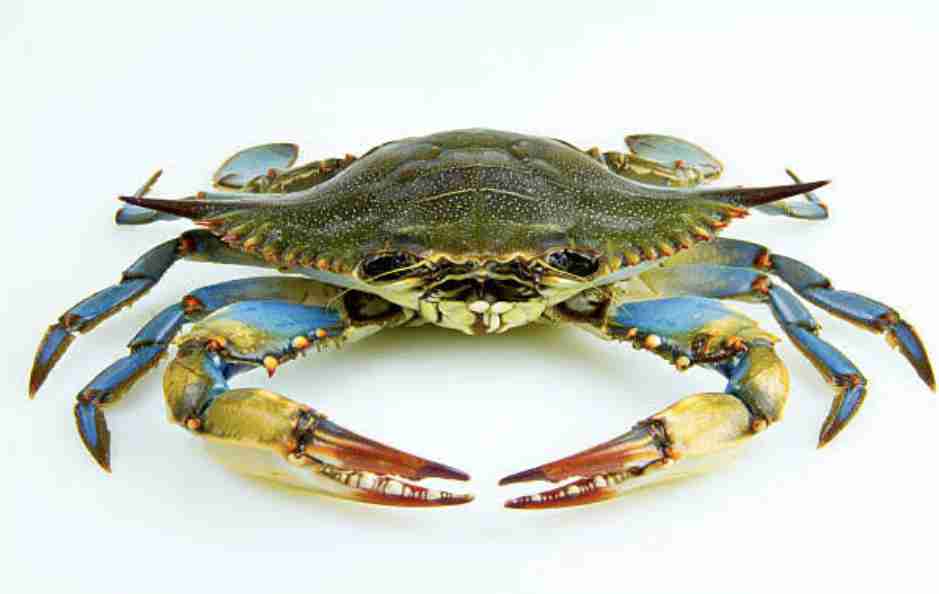 view/blue-crabs-jila-pitlu-seafood-24790651