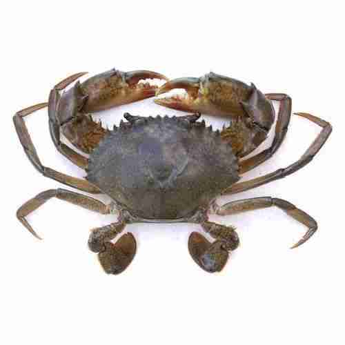 Meatonn Fresh Raw Meat, Chicken & Fish Online Home Delivery in Vizag